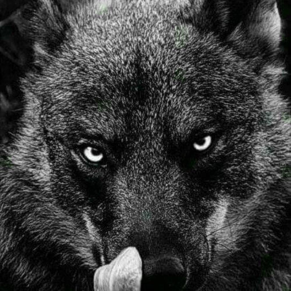 Meet your Posher, Denard